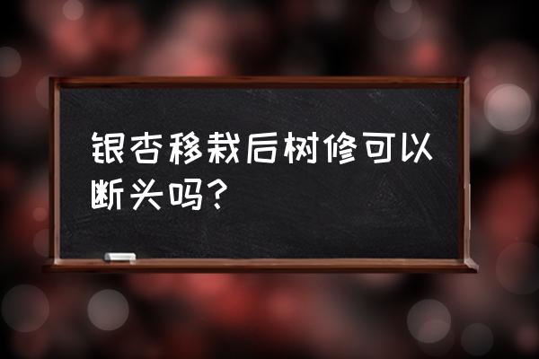 银杏的种植怎样才能提高产量 银杏移栽后树修可以断头吗？